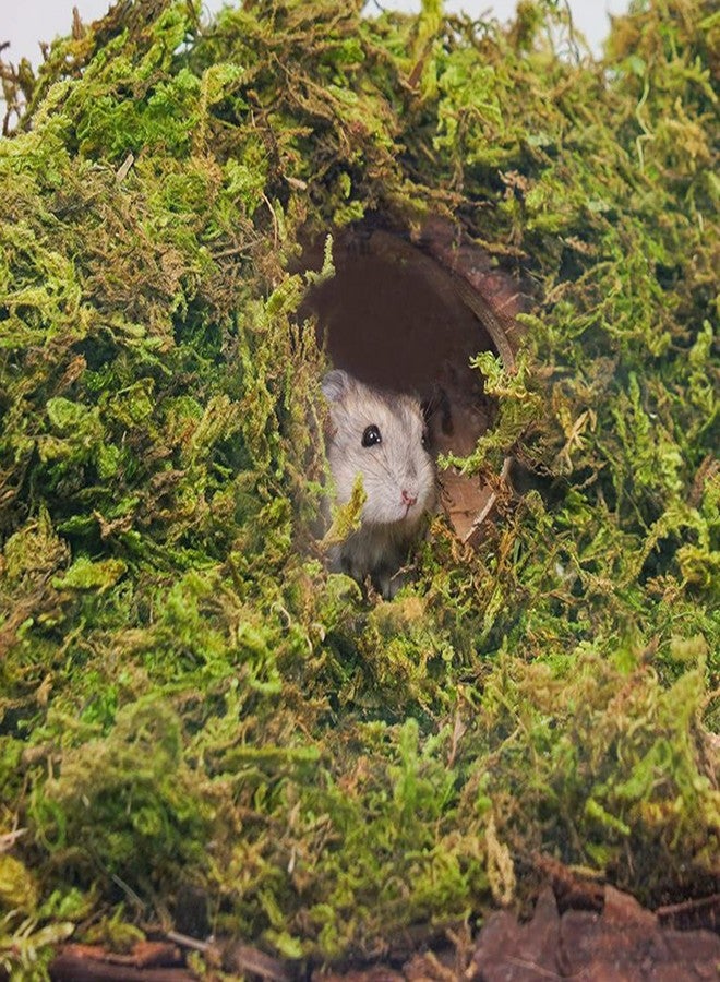 دكتور دودو طحالب الغابات من دكتور دودو، سعة 15 لترًا، مثالية لفرش الهامستر، وتجهيز أقفاص الهامستر والجرذان السورية، ومستلزمات مثالية للحيوانات الصغيرة، وطحالب مناسبة لأحواض التيراريوم. - Image 4